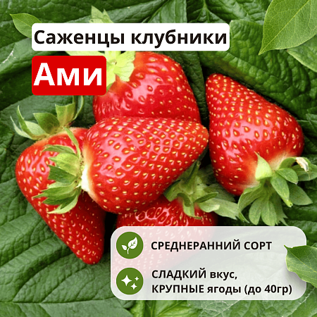 Клубника Ами Клубника Ами