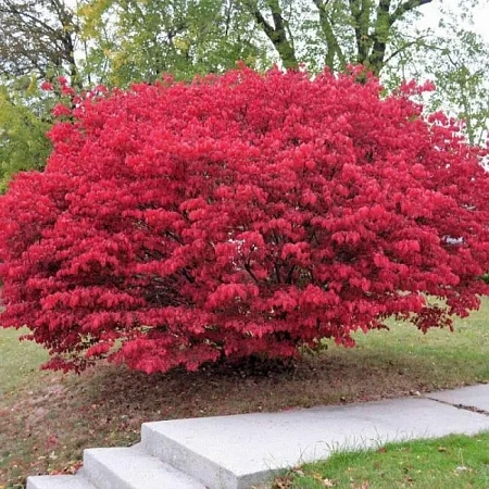 Бересклет европейский Ред Каскад (Red Cascade) 70-90 см С3 Бересклет европейский Ред Каскад (Red Cascade) 70-90 см С3