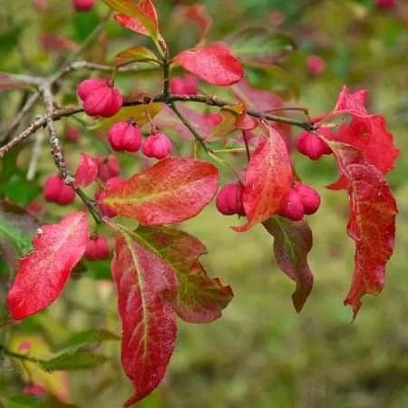 Бересклет европейский Ред Каскад (Red Cascade) 70-90 см С3 Бересклет европейский Ред Каскад (Red Cascade) 70-90 см С3