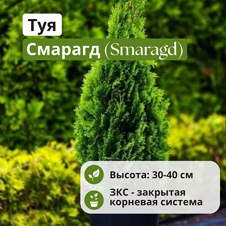 Туя Смарагд (Smaragd) западная 30-40 см P9 Туя Смарагд (Smaragd) западная 30-40 см P9