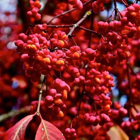 Бересклет европейский Ред Каскад (Red Cascade) 70-90 см С3 Бересклет европейский Ред Каскад (Red Cascade) 70-90 см С3
