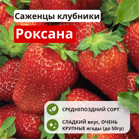 Клубника Роксана Клубника Роксана
