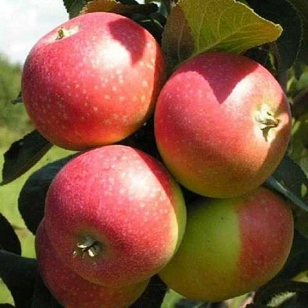 Яблоня Елена (лето) Яблоня Елена (лето)