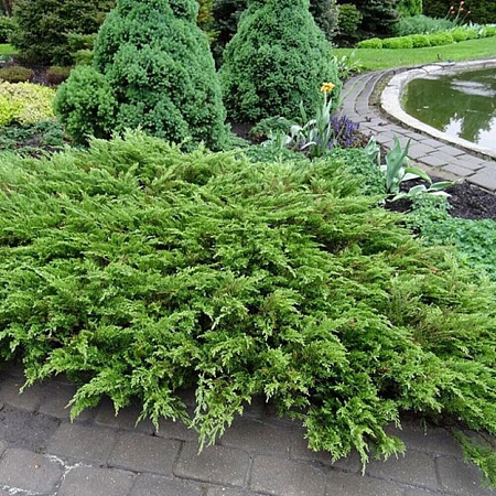 Можжевельник Рокери Джем (Rockery Gem) казацкий С3 Можжевельник Рокери Джем (Rockery Gem) казацкий С3