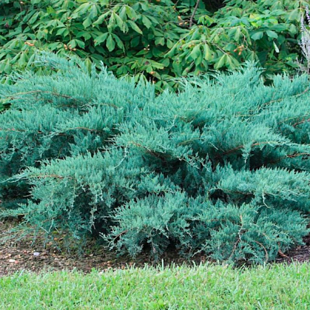 Можжевельник Пфитцериана Глаука (Pfitzeriana Glauca) C3 Можжевельник Пфитцериана Глаука (Pfitzeriana Glauca) C3